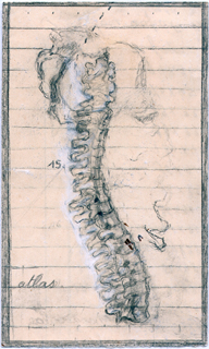 spine